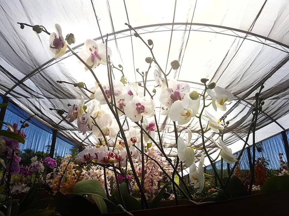 Orquidário Tico e Teco